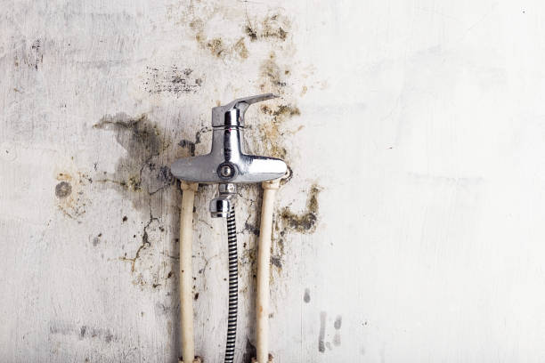 Best Mold Remediation Services  in Blandon, PA