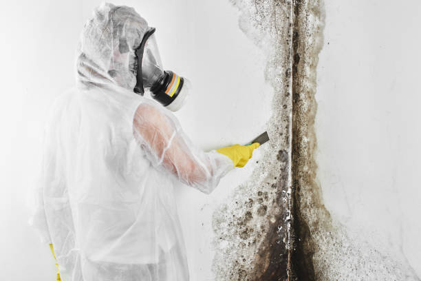 Best Professional Mold Removal  in Blandon, PA