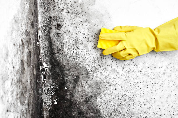 Best Professional Mold Removal  in Blandon, PA