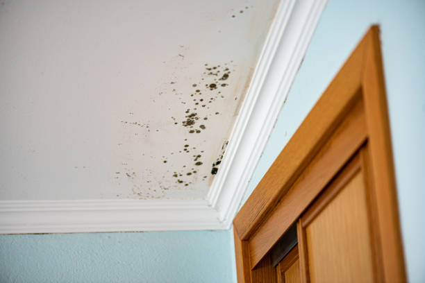 Best Emergency Mold Removal  in Blandon, PA