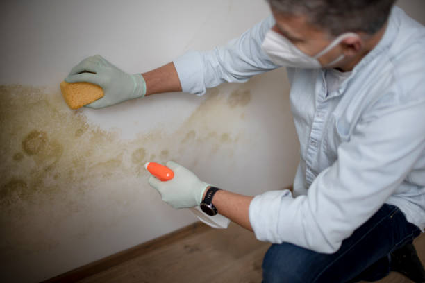 Mold Removal Process in Blandon, PA