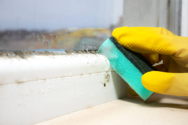 Best Toxic Mold Removal  in Blandon, PA