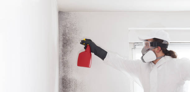 Best Same-Day Mold Removal  in Blandon, PA