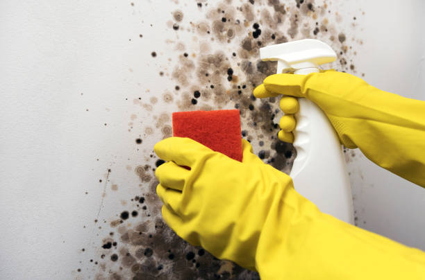 Best Office Mold Removal Services  in Blandon, PA
