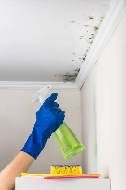 Best Black Mold Removal  in Blandon, PA